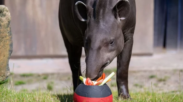 Tapir Theo tippt im Allwetterzoo in M&uuml;nster auf Deutschland als Gewinner f&uuml;r das EM-Achtelfinale. - &copy; Benjamin Westhoff/dpa