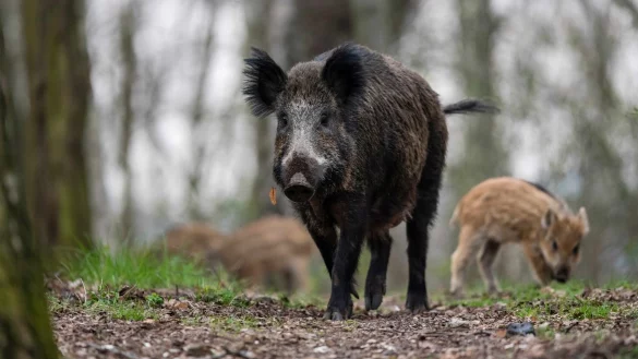 Besondere Vorsicht ist bei Wildschweinm&uuml;ttern geboten &ndash; sie verteidigen ihre Jungen, wenn sie sich bedroht f&uuml;hlen. - &copy; Gregor Fischer/dpa/dpa-tmn
