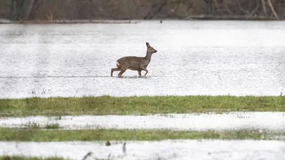 Ein Reh stakst &uuml;ber eine &uuml;berflutete Wiese. - &copy; Boris Roessler/dpa