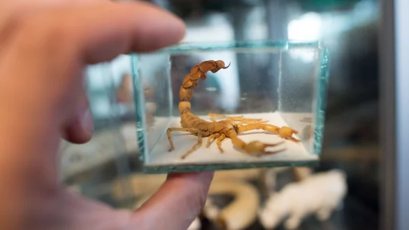 Was bei heimkehrenden Urlaubern als harmloses Mitbringsel gedacht ist, kann der Natur massiv schaden. - &copy; Federico Gambarini/dpa