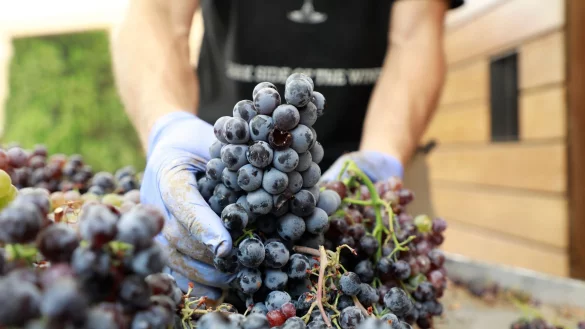 Mal etwas Neues ausprobieren? Mit einer Saisonarbeit wie etwa bei der Weinlese ist das m&ouml;glich. - &copy; Clara Margais/dpa/dpa-tmn