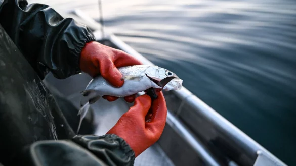 Der Bodensee-Fisch schlechthin: Felchen - &copy; Felix K&auml;stle/dpa