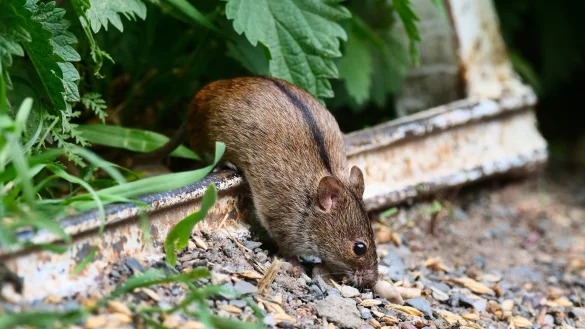 Die Brandmaus muss sich etwas &uuml;berlegen, um starken Gegnern zu entkommen. (Archivbild) - &copy; Wolfram Steinberg/dpa