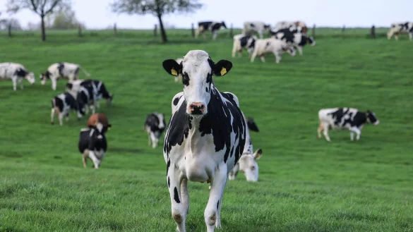Vogelgrippe bei Rindern - wie schlimm wird es? (Archivbild) - &copy; Oliver Berg/dpa