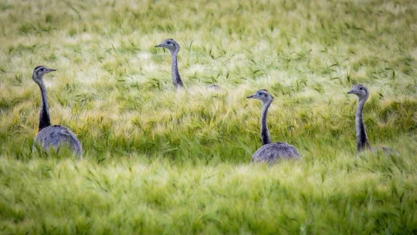 Wild lebende Nandus laufen bei der Futtersuche durch ein Roggenfeld in Mecklenburg-Vorpommern. - &copy; Jens B&uuml;ttner/dpa