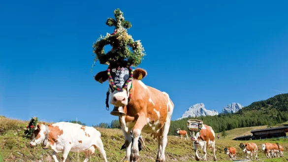 Die Weidetiere werden f&uuml;r den Almabtrieb mit Kr&auml;nzen, Zweigen und bunten B&auml;ndern geschm&uuml;ckt. - &copy; Hans Huber/Filzmoos Tourismus/dpa-tmn