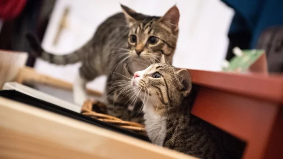 Geschwisterp&auml;rchen: Nicht erst bei Rolligkeits-Anzeichen handeln. - &copy; Franziska Gabbert/dpa-tmn/dpa