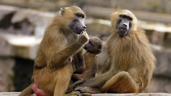 Eine Gruppe Paviane in ihrem Gehege im Tiergarten in N&uuml;rnberg. - &copy; Daniel Karmann/dpa