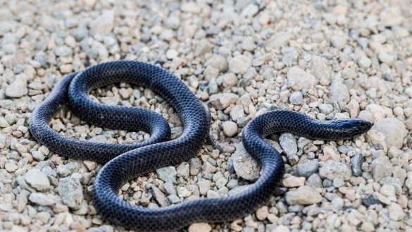 Ein Exemplar mit schwarzer F&auml;rbung: Die kleine Schlange z&auml;hlt zu den sogenannten Eigentlichen Nattern. - &copy; Fulvio Licata/dpa