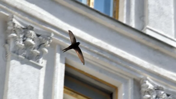 Mauersegler stehen vor dem Flug in Richtung Winterquartier vor. (Foto Archiv) - &copy; -/Ukrinform/dpa