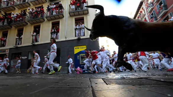 Die Stiere haben lange und spitze H&ouml;rner. - &copy; Alvaro Barrientos/AP/dpa