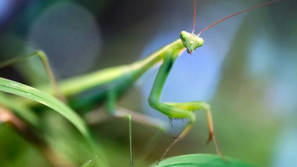 Weil es immer w&auml;rmer wird, f&uuml;hlt sich die Gottesanbeterin auch in Teilen von Nordrhein-Westfalen zunehmend wohl. - &copy; Jens B&uuml;ttner/zb/dpa