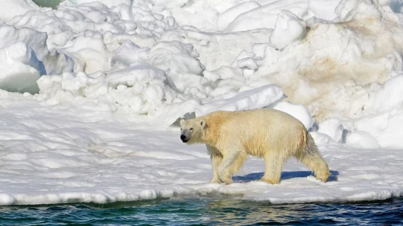 Ein Eisb&auml;r hat sich zum ersten Mal mit dem Vogelgrippe-Virus infiziert.(Archivbild) - &copy; Brian Battaile/U.S. Geological Survey/AP/dpa