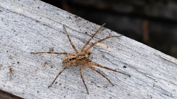 Die Nosferatu-Spinne erreicht eine K&ouml;rperl&auml;nge von bis zu zwei und eine Beinspannweite von etwa f&uuml;nf Zentimetern. - &copy; Robert Pfeifle/NABU/dpa