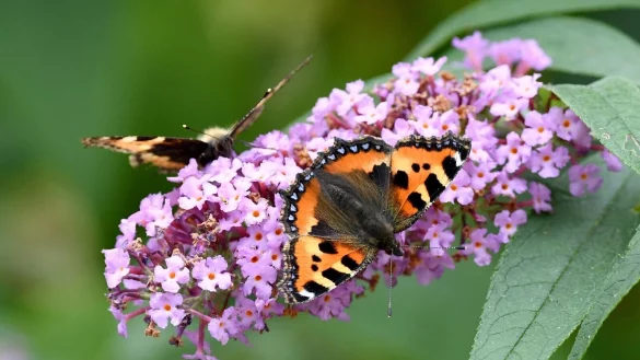 Kleiner-Fuchs-Schmetterlinge sitzen auf den Bl&uuml;ten eines Schmetterlingsbaumes. - &copy; Carsten Rehder/dpa