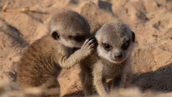Erdm&auml;nnchen leben in trockenen Regionen des s&uuml;dlichen Afrikas. - &copy; Vlad Demartsev/dpa