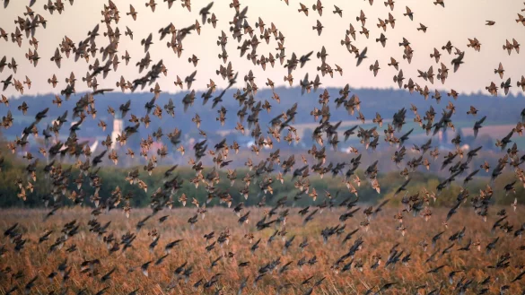 Hunderte Stare &uuml;ber dem Naturschutzgebiet Federsee. - &copy; Thomas Warnack/dpa