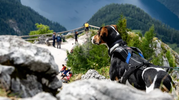 Wer mit seinem Hund in den Alpen wandern geht, sollte auf Herden und Herdenschutzhunde achten: Direkte Begegnungen mit K&uuml;hen, Schafen oder Ziegen sind zu vermeiden, indem man markierte Wege nicht verl&auml;sst und den Hund an der kurzen Leine f&uuml;hrt. - &copy; Benjamin Nolte/dpa-tmn