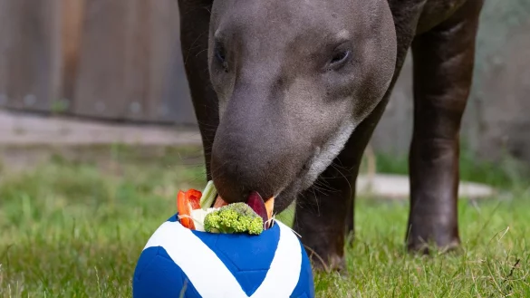 Tapir Theo frisst von einem Fu&szlig;ball mit der schottischen Flagge. - &copy; Benjamin Westhoff/dpa