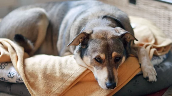 Hunde reagieren sehr sensibel auf den berauschenden Wirkstoff von Cannabis. Bei einem Drogenrausch ist der Vierbeiner stark verwirrt. - &copy; Markus Scholz/dpa-tmn