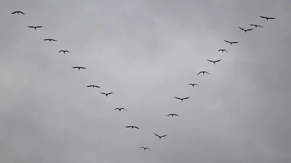 Kraniche sind auf ihrem Flug in den S&uuml;den am grauen Himmel zu sehen. - &copy; Arne Dedert/dpa