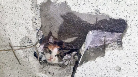 Eine Katze schaut aus einem in eine Garagenwand gebohrten Loch. - &copy; Feuerwehr Moers/dpa