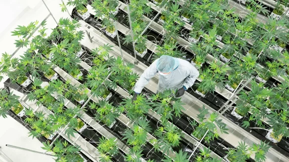 Die Nachfrage nach medizinischem Cannabis stieg zuletzt stark an. (Archivbild) - &copy; Sebastian Kahnert/dpa