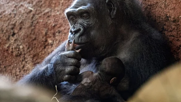 Die Gorilla-Dame Kijivu k&uuml;mmert sich um ihr Kind. - &copy; Vondrou? Roman/CTK/dpa
