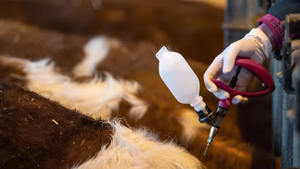 In NRW verbreitet sich die Viruserkrankung derzeit laut Landesamt Lanuv rasant (Archivbild). - &copy; Fabian Sommer/dpa