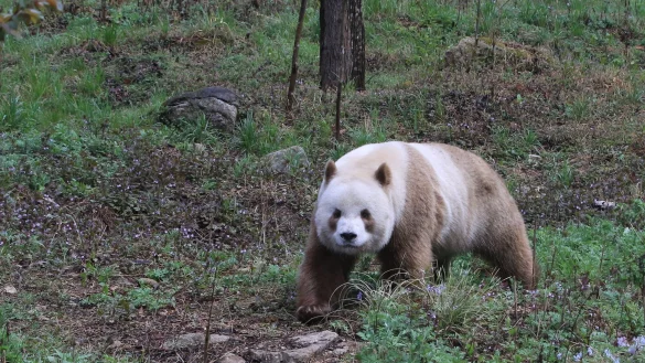 Qizai ist der einzige braune Panda, der in Gefangenschaft lebt. - &copy; Wenliang Zhou/Eurekalert/dpa