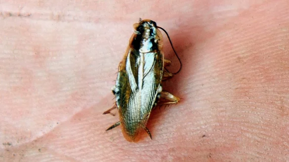 Eine Schabe liegt auf einer Hand. - &copy; Hermann-Josef Mammes/dpa/Archivbild