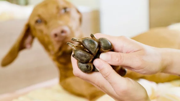 Wespenstich in der Pfote? Sieht man einen Stachel, sollte man ihn vorsichtig herausziehen und die Pfote anschließend kühlen. - © Monique Wüstenhagen/dpa-tmn