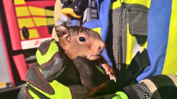 Das Foto der Feuerwehr H&uuml;nxe zeigt ein Eichh&ouml;rnchen, das Einsatzkr&auml;fte befreit haben. - &copy; Marc Vinschen/ Freiwillige Feuerwehr H&uuml;nxe/dpa