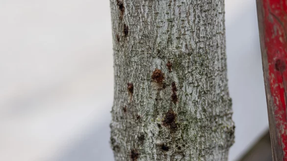 Ein erkrankter Baum ist in der Innenstadt von Freiburg zu sehen. Aufgrund extremer werdender Klimabedingungen sind B&auml;ume immer mehr biotischen und abiotischen Stressfaktoren ausgesetzt und dadurch anf&auml;llig f&uuml;r Schaderreger. - &copy; Philipp von Ditfurth/dpa