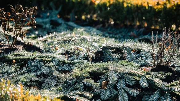 Empfindliche Pflanzen k&ouml;nnen im Winter mit Hilfe von Tannengr&uuml;n vor K&auml;lte und Wind gesch&uuml;tzt werden. - &copy; Zacharie Scheurer/dpa-tmn