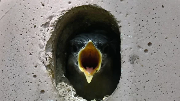 Ein Kleiber-Jungtier schaut aus seinem Vogelh&auml;uschen und rei&szlig;t hungrig seinen Schnabel auf. - &copy; Katrin Requadt/dpa