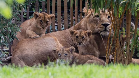 Die drei Ende Januar im Zoo geborenen Asiatischen L&ouml;wen Jungen (Zwei Kater, eine Katze) d&uuml;rfen erstmals mit ihrer Mutter &laquo;Gina&raquo; auf die Au&szlig;enanlage des K&ouml;lner Zoos. - &copy; Rolf Vennenbernd/dpa