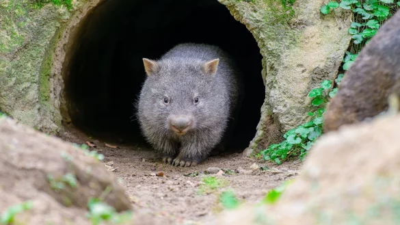 Der kleine Wombat Nandalie schaut aus einer H&ouml;hle. - &copy; Mathias Appel/Zoo Duisburg/dpa/Archivbild