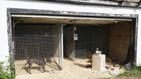 Hunde, die in Zwingern gehalten werden. Die Tiere wurden brutal trainiert und bis zum Kampfgewicht ausgehungert, bevor sie in K&auml;mpfe verwickelt wurden, bei denen sie manchmal bis zum Tod k&auml;mpften. - &copy; ---/RSPCA/PA Media/dpa