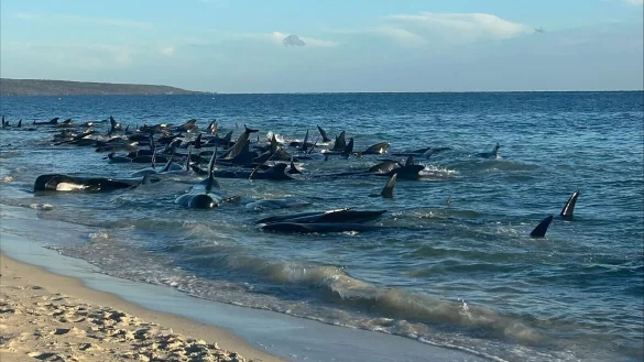 Massenstrandung von Walen in Toby\\\'s Inlet in Westaustralien. - &copy; Supplied/PARKS AND WILDLIFE WESTERN AUSTRALIA/AAP/dpa