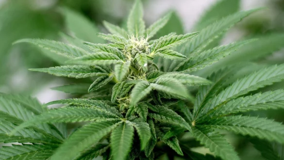 Privater Cannabis-Anbau ist seit dem 1. April legal. - &copy; Matt Masin/Zuma Press/dpa