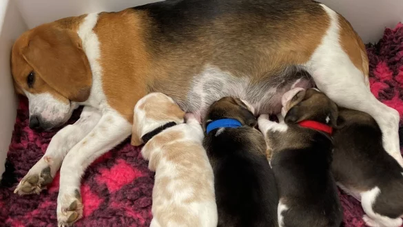 Eine Beagle-Mutter s&auml;ugt ihre Welpen. Hundemamas erkennen ihren eigenen Nachwuchs am Gewimmer. - &copy; Mathilde Massenet/dpa