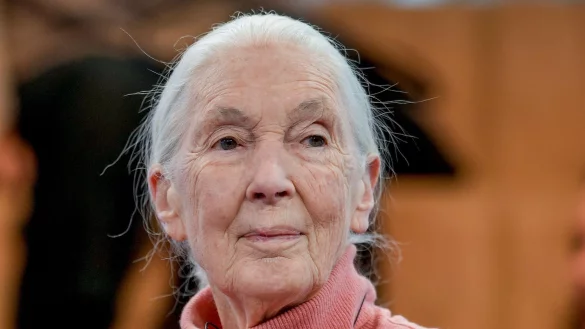 Primatenforscherin und Anthropologin Jane Goodall feiert ihren 90. Geburtstag. - &copy; Markus Schreiber/AP/dpa
