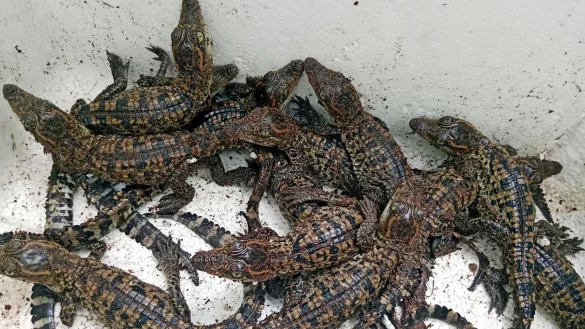 In freier Wildbahn gibt es nur noch etwa 1000 Exemplare. - &copy; Toy Ya/Fauna & Flora/AP/dpa