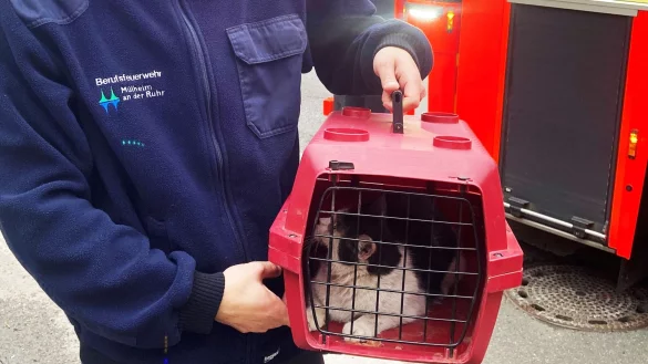 Ein Feuerwehrmann tr&auml;gt die gerettete Katze in einem Korb auf dem Weg zum Tierarzt. - &copy; -/Feuerwehr M&uuml;lheim/dpa