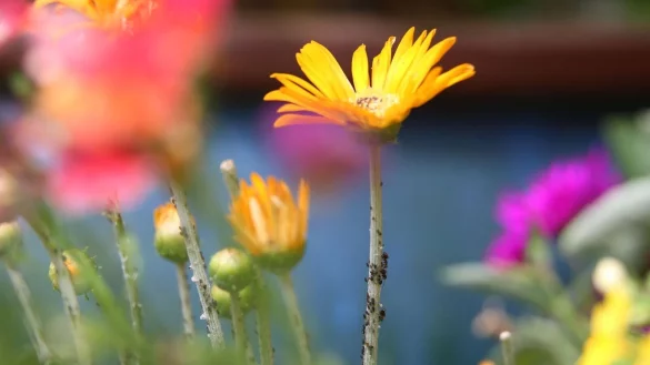 Blattl&auml;use lassen sich entweder per Hand absammeln oder mit Hilfe eines Suds entfernen. (zu dpa: &laquo;Wie Sie Blattl&auml;use auf nat&uuml;rliche Weise loswerden&raquo;) - &copy; dpa