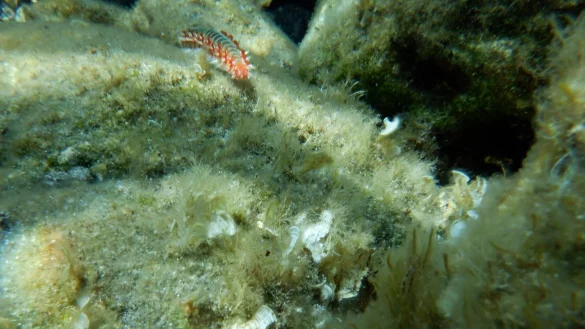 Ein Feuerwurm (Hermodice carunculata) zwischen Korallen im Meer. - &copy; Ivan Gat&igrave;/Ozeanographisches und Geophysikalisches Institut in Italien/dpa