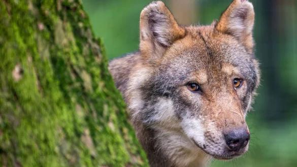 Ein Wolf schaut hinter einem Baum im Wildpark Poing hervor. - &copy; Lino Mirgeler/dpa/Symbolbild