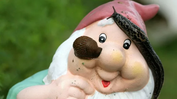 Nacktschnecken sind meist keine beliebten Gartenbesucher. Wer jedoch Tigerschnegel (r) in seinem Garten entdeckt, hat mit dem Weichtier einen sehr effektive Schneckenj&auml;ger als Gast. - &copy; David-Wolfgang Ebener/dpa