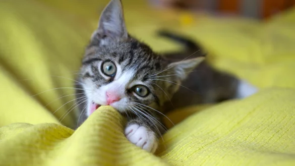 Eher Luna als Miezi: Klassische Katzennamen sind auf dem R&uuml;ckzug. - &copy; Silke Heyer/dpa-tmn